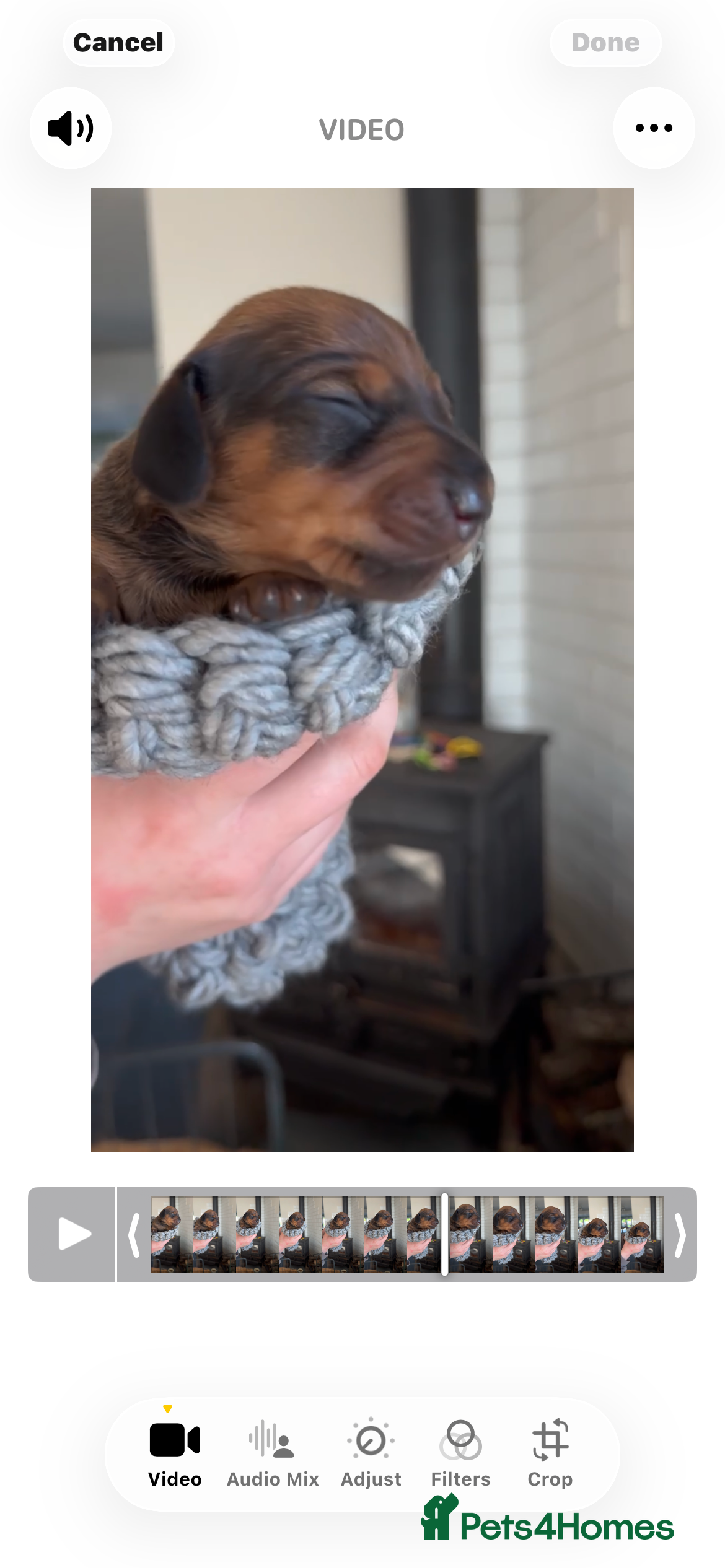 Miniature Dachshund dogs Beautiful litter of 5 - Advert 2