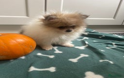 Pomeranian dogs for sale: Fluffy Pomeranian puppies - Image 26
