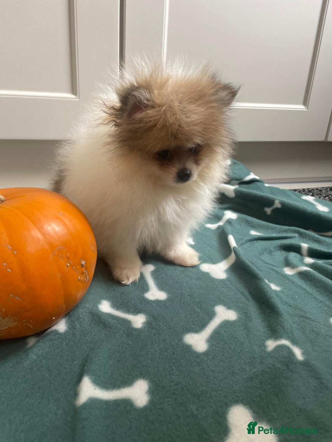 Pomeranian dogs for sale: Fluffy Pomeranian puppies - Image 26