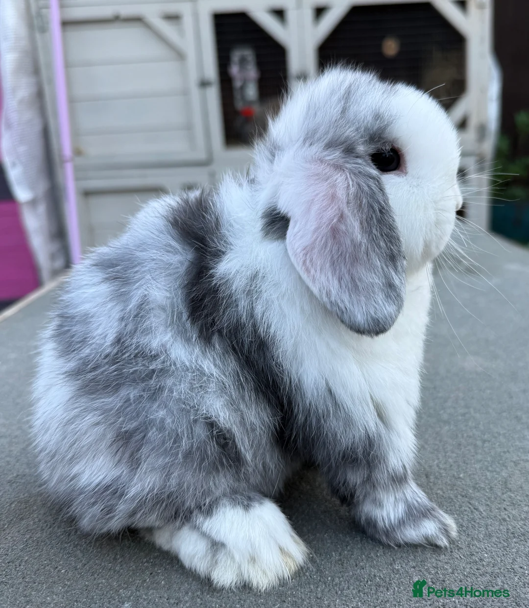 Mini Lop rabbits for sale: Black magpie doe/girl mini lop - Advert 2