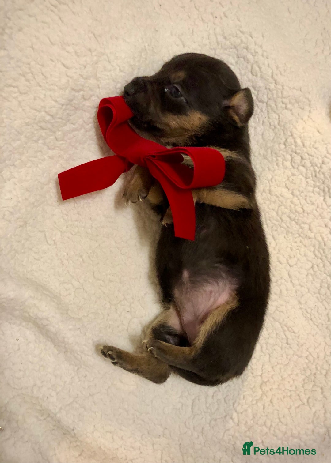 Mixed Breed dogs for sale: Mini Jackshund babies❣️Miniature dachshund x jack  - Advert 11