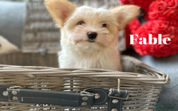 Yorkshire Terrier dogs for sale: Adorable Golddust Yorkshire Terrier Puppies - Image 6