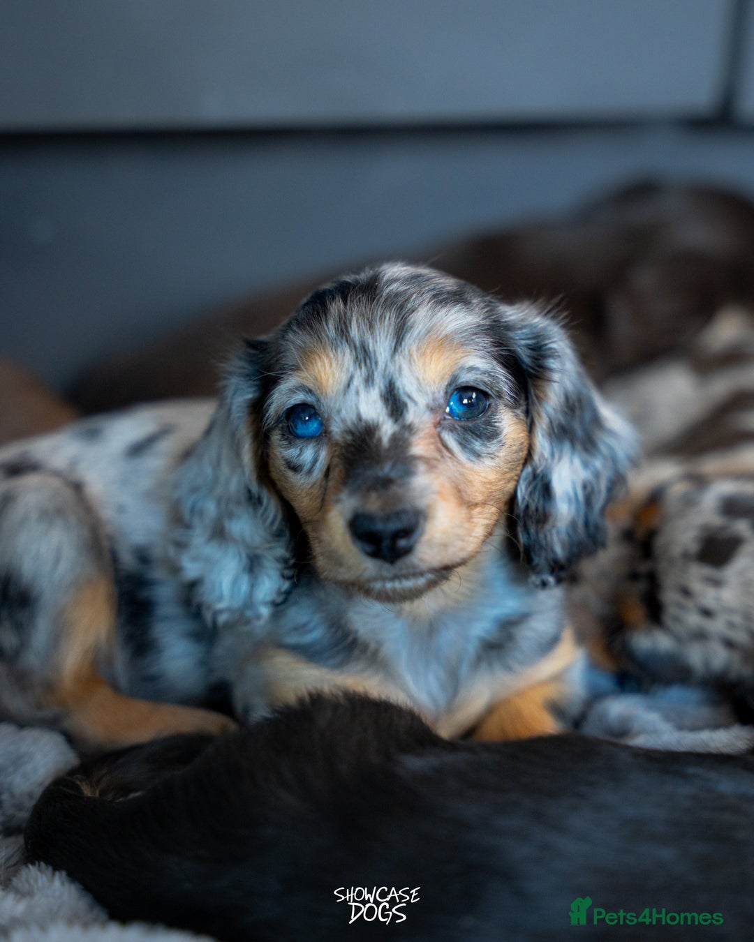 Miniature Dachshund dogs for sale: Miniature long haired dachshund  - Advert 1