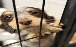 Cocker Spaniel dogs for sale: Working cocker spainel puppies  - Advert 9