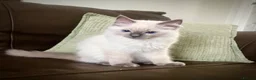 Ragdoll cats for sale: GCCF Registered Ragdoll Kittens  - Advert 4