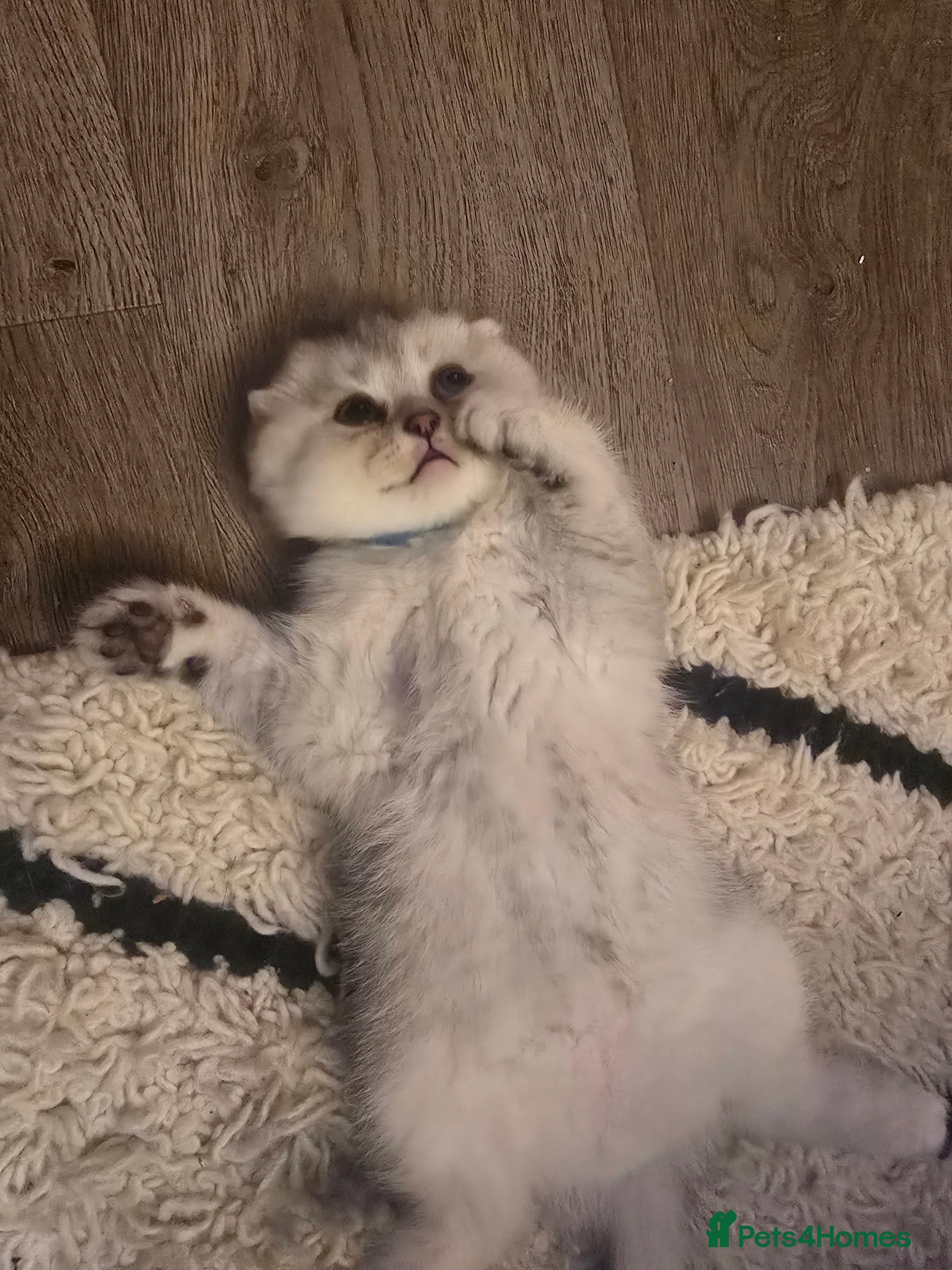 Scottish Fold cats Gorgeous Scottish Fold Kitten  - Advert 18