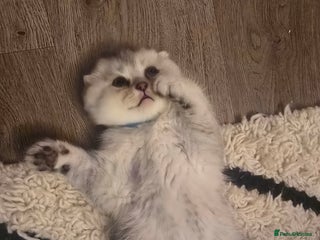 Scottish Fold cats Gorgeous Scottish Fold Kitten - Advert 1