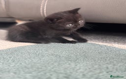 British Shorthair cats for sale: Stunning British shorthair kittens  - Image 13