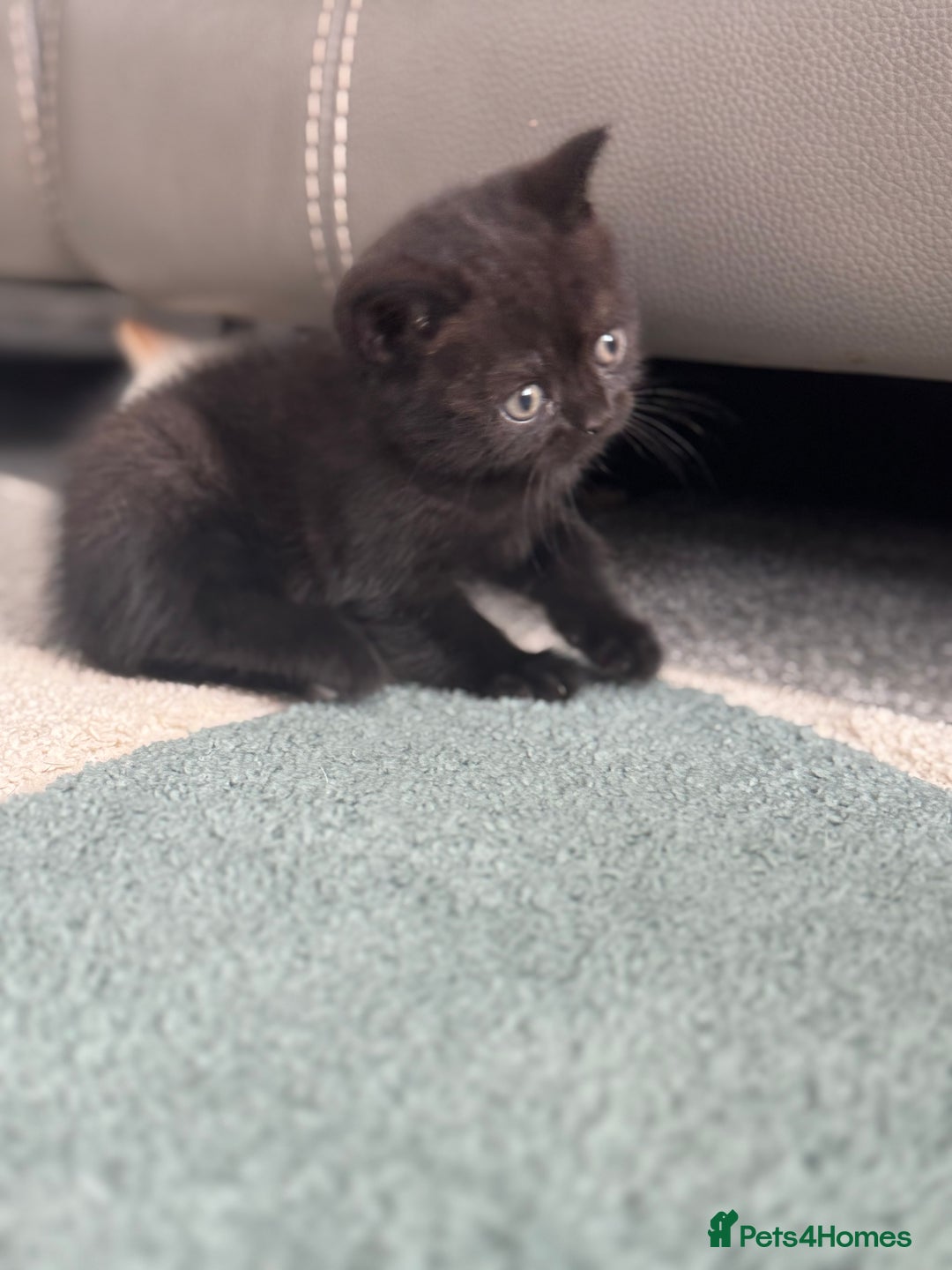 British Shorthair cats for sale: Stunning British shorthair kittens  - Image 13