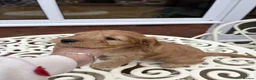 Cockapoo dogs for sale:   Exceptional cockapoo puppies 💙🩷 in Edinburgh - Advert 4