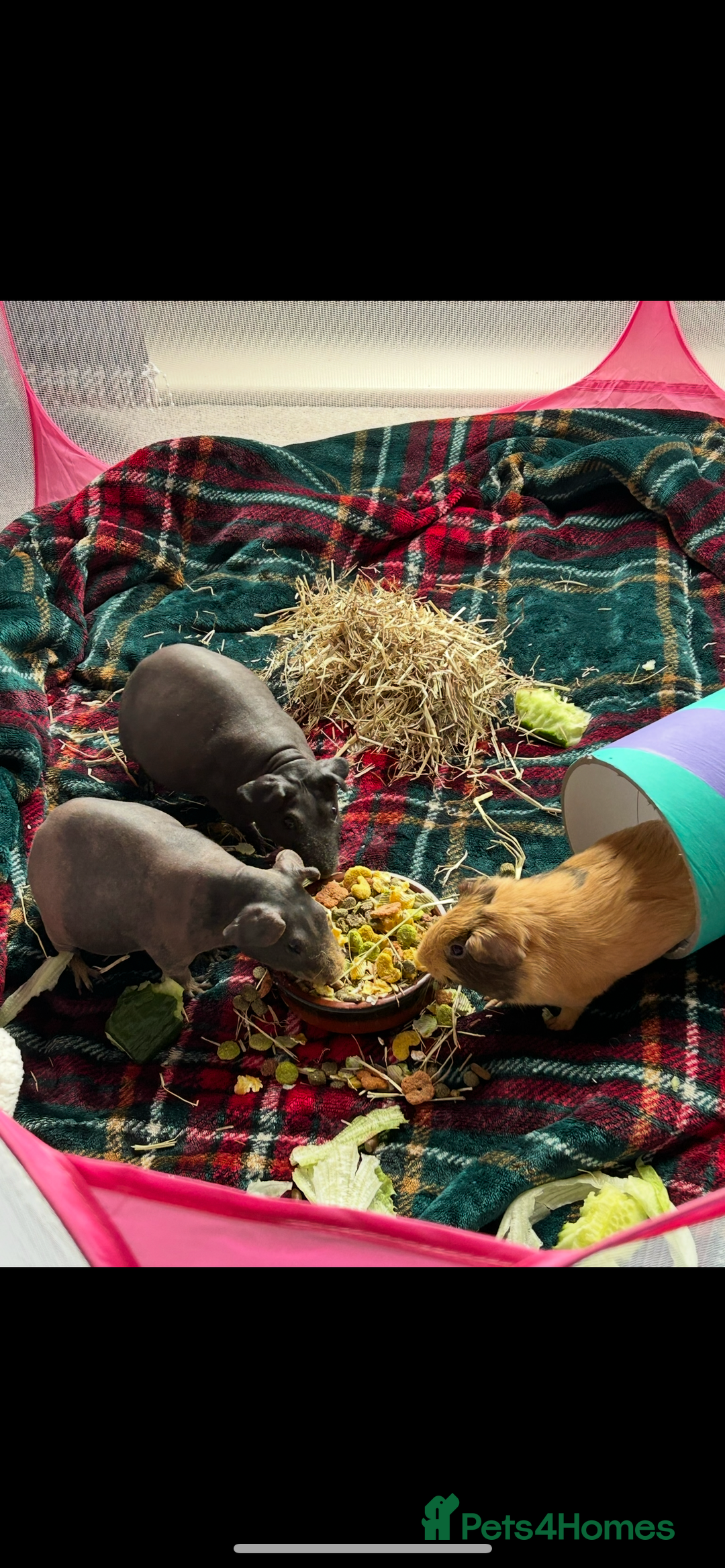 Guinea Pig rodents for sale: 3 year old male guinea pig  - Advert 3