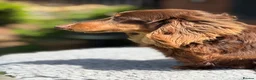 Miniature Dachshund dogs for stud: Mini long haired stud  - Advert 4