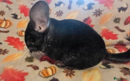 Chinchilla rodents for sale: Black pearl Carriers - Image 18