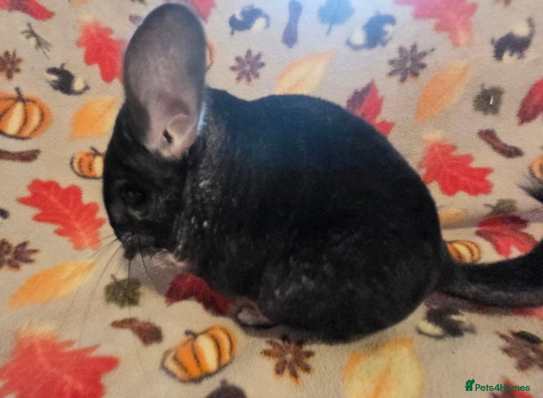 Chinchilla rodents for sale: Black pearl Carriers - Image 18
