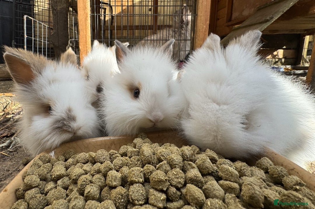 Mixed Breed rabbits for sale: All Female Gorgeous Lionhead/Lop/English rabbits. in Pewsey - Image 13