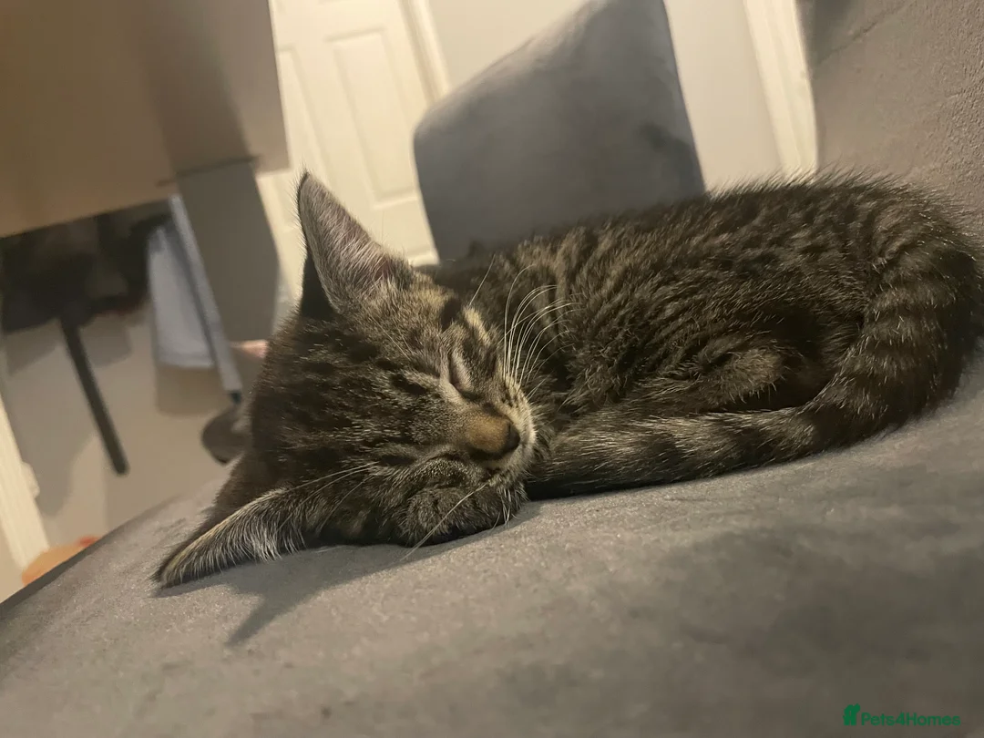 Mixed Breed cats for sale: 1 boy and 3 girls  - Advert 26