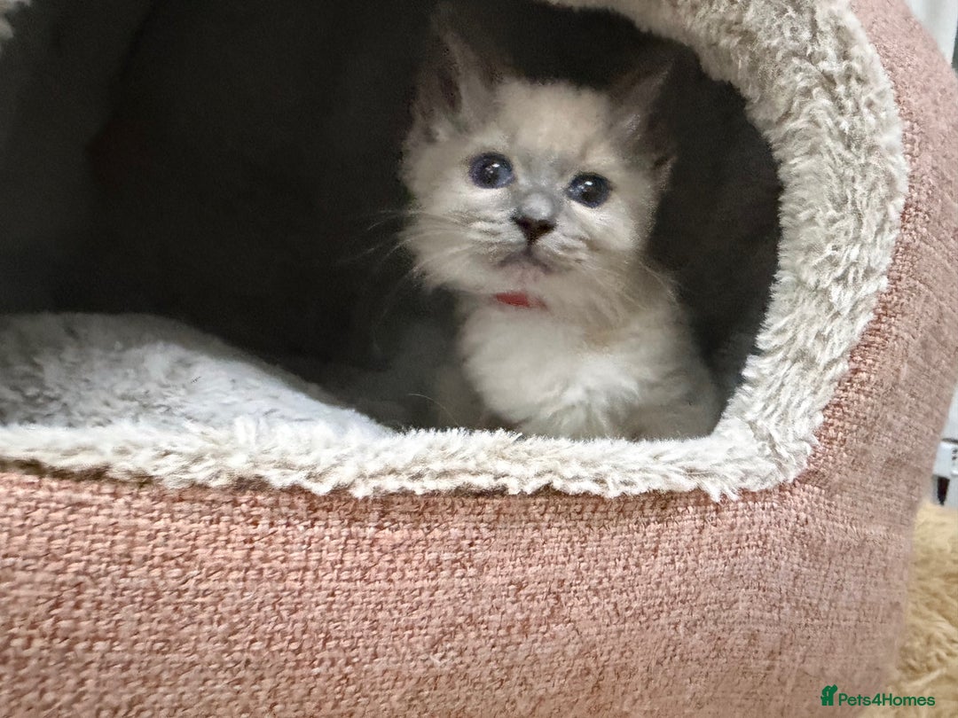 Ragdoll cats for sale: 3 Girl Ragdolls Available, Cute and fluffy!  - Advert 13