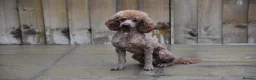 Miniature Poodle dogs for sale: 2 Years Old Miniature Poodle Male - Advert 3