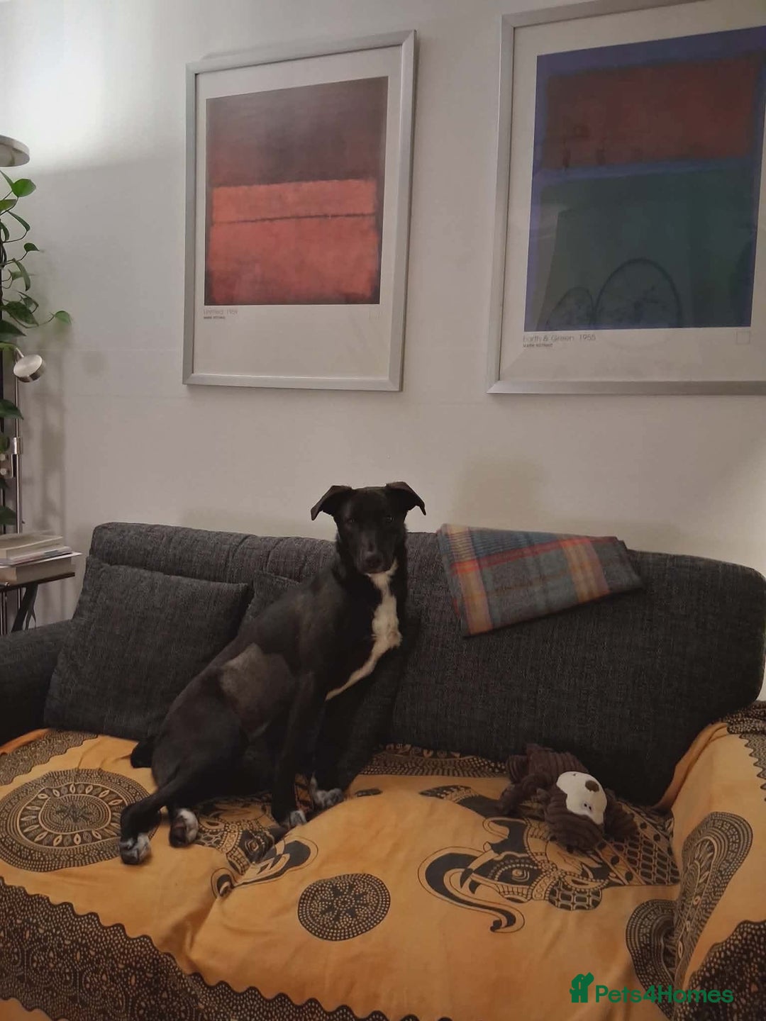 Mixed Breed dogs for adoption: 💕 Iza 💕  - Advert 5