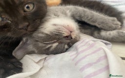 Mixed Breed cats for sale: Litter of mixed breed with British blue father  - Image 7