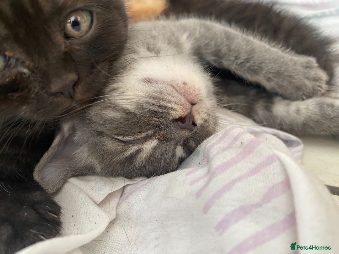 Mixed Breed cats for sale: Litter of mixed breed with British blue father  - Image 7
