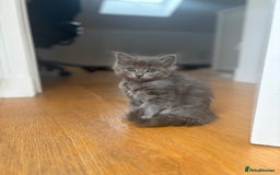 Mixed Breed cats for sale: 2 girl kittens - Image 6