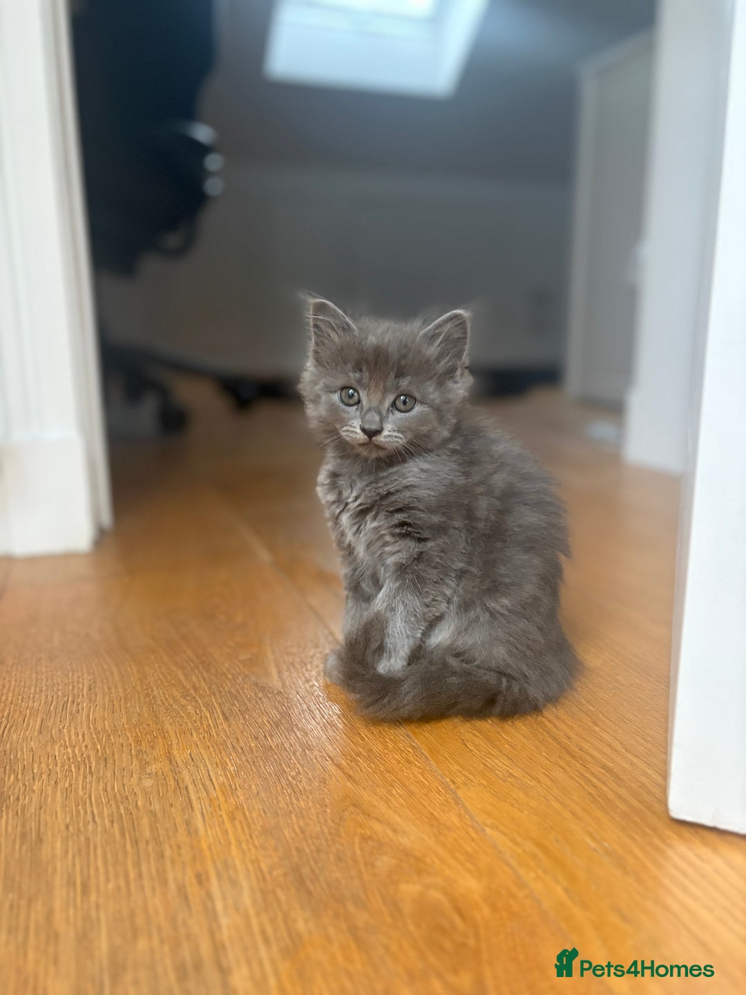 Mixed Breed cats for sale: 2 girl kittens - Image 6