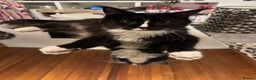 Maine Coon cats for sale: Maine Coon Crosses - Advert 7