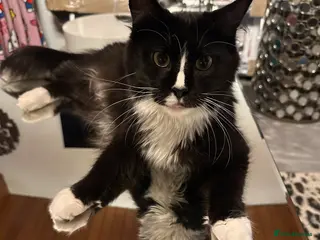 Maine Coon cats Maine Coon Crosses - last 2 remaining - Advert 4