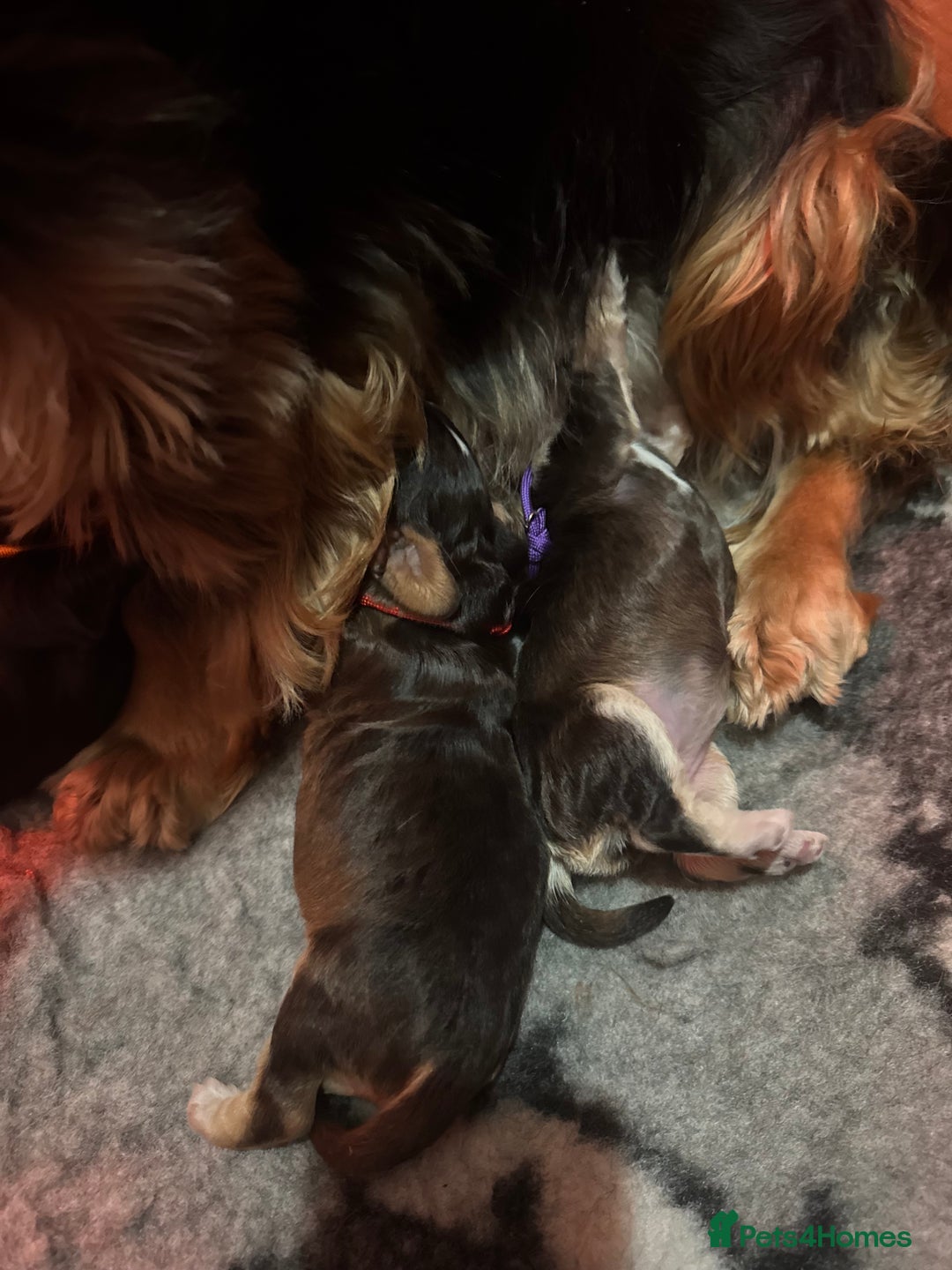 Cockapoo dogs for sale: Beautiful show cockapoo pups  - Image 8