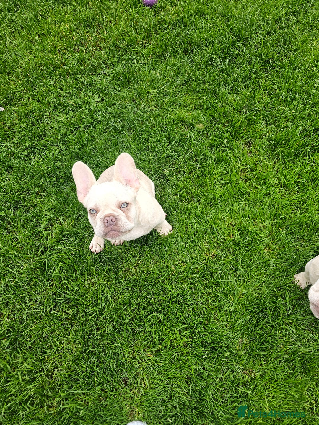 French Bulldog dogs for sale: 2 platinum boys left ready to go  - Image 2
