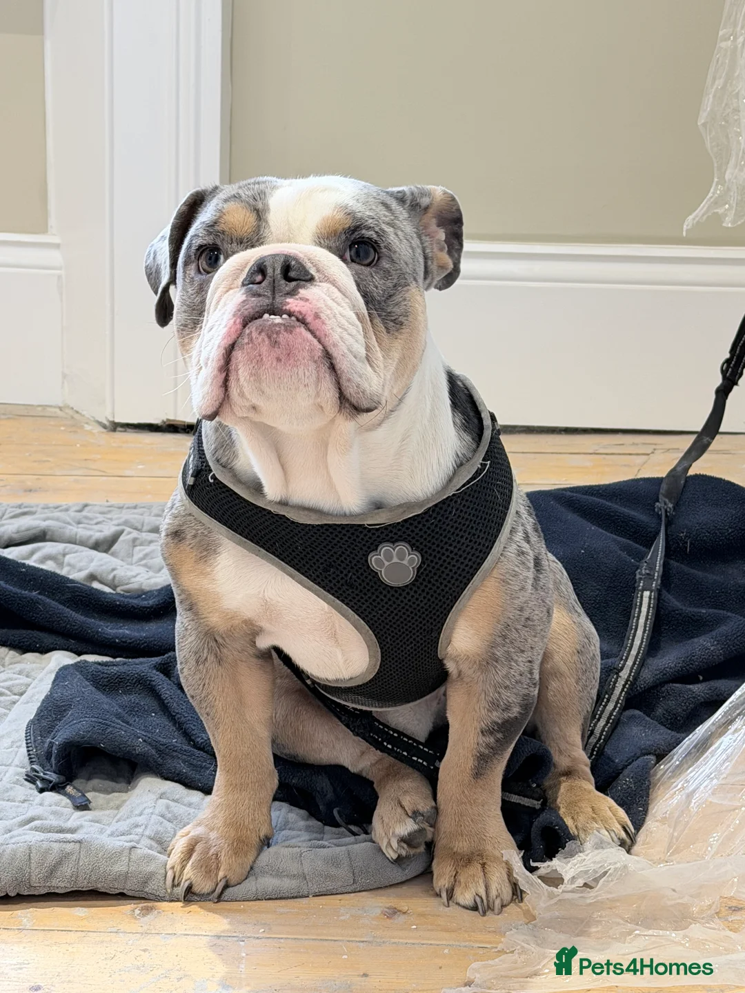 English Bulldog dogs for sale: Kc Registered British bulldog (English Bulldog) - Advert 3