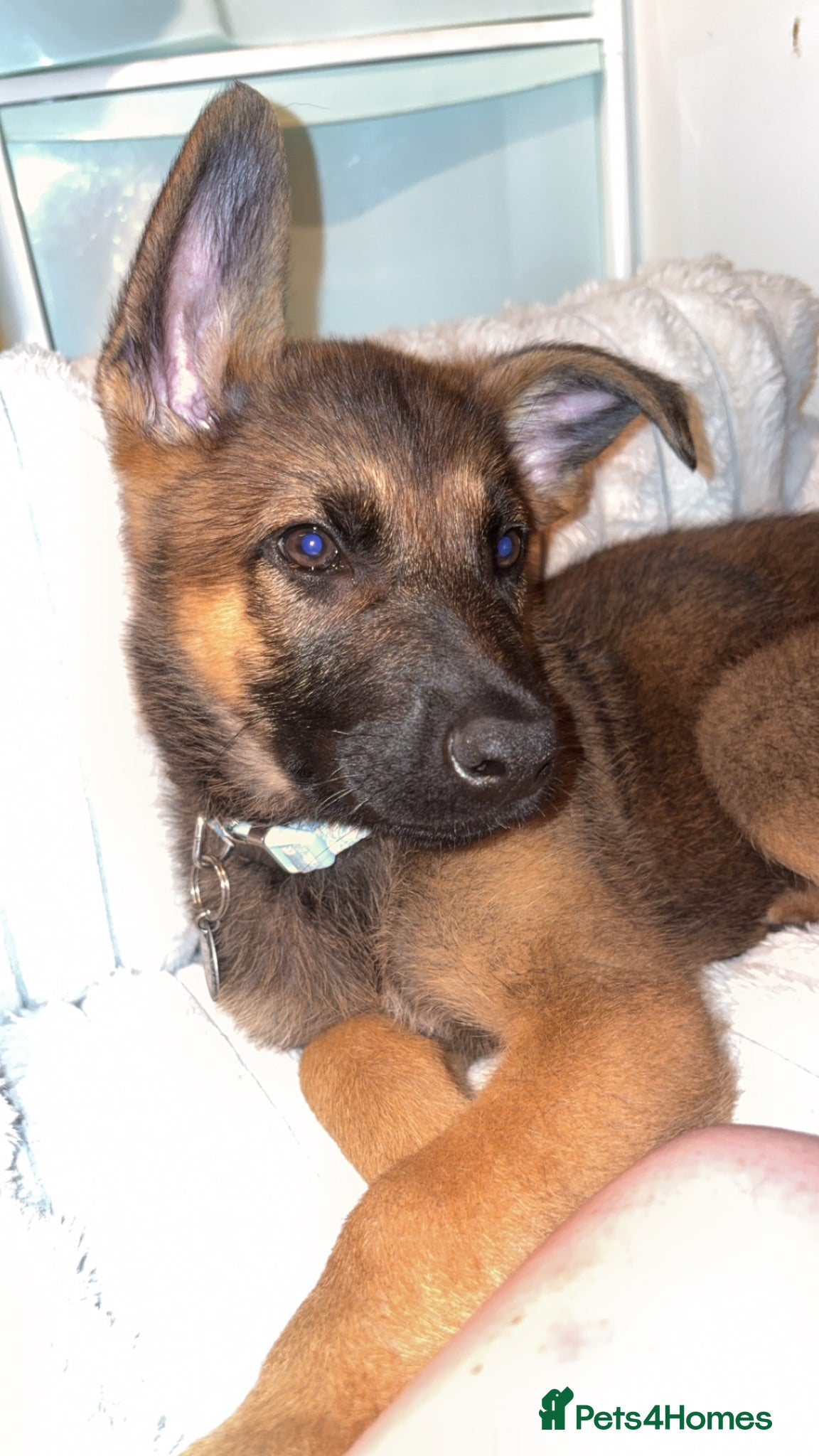 Mixed Breed dogs Shadow 11 weeks old  - Advert 1