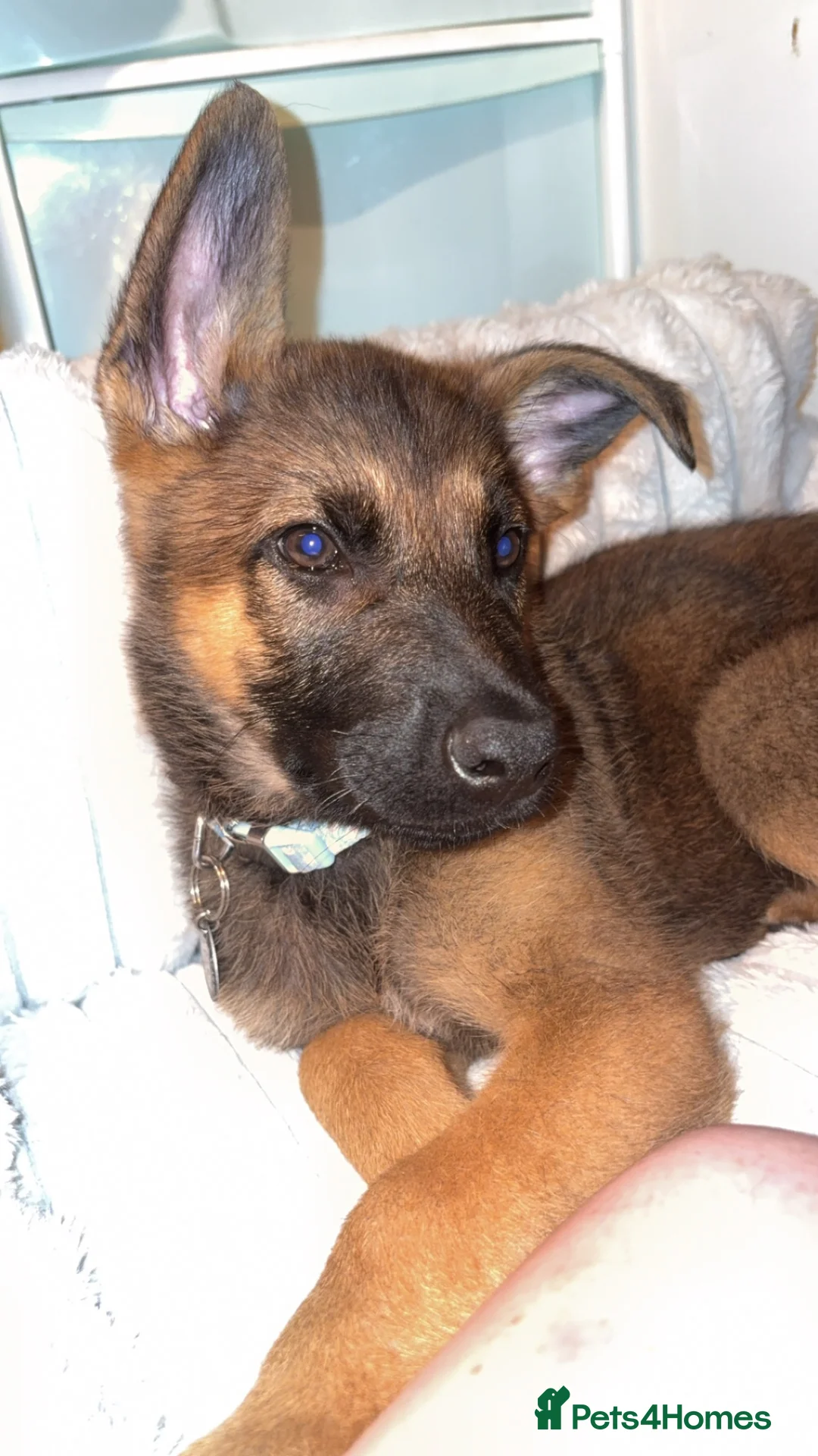 Mixed Breed dogs for sale: Shadow 11 weeks old  - Advert 1