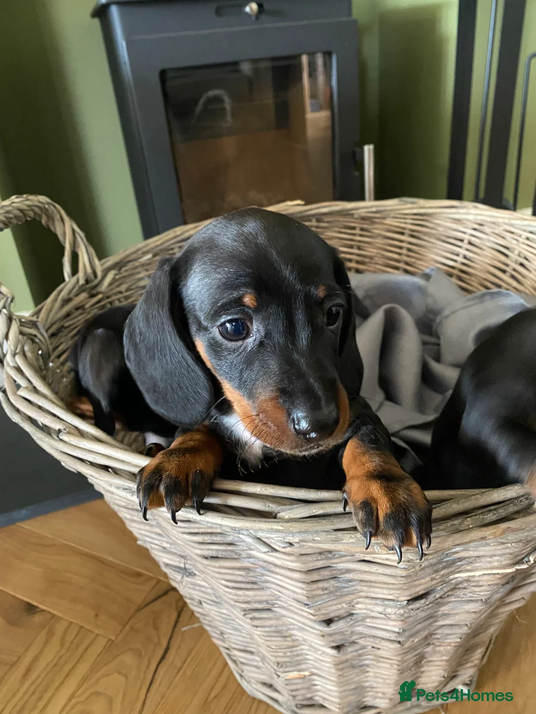 Miniature Dachshund dogs for sale: Lovely litter of miniature dachshund pups in Derby - Advert 13