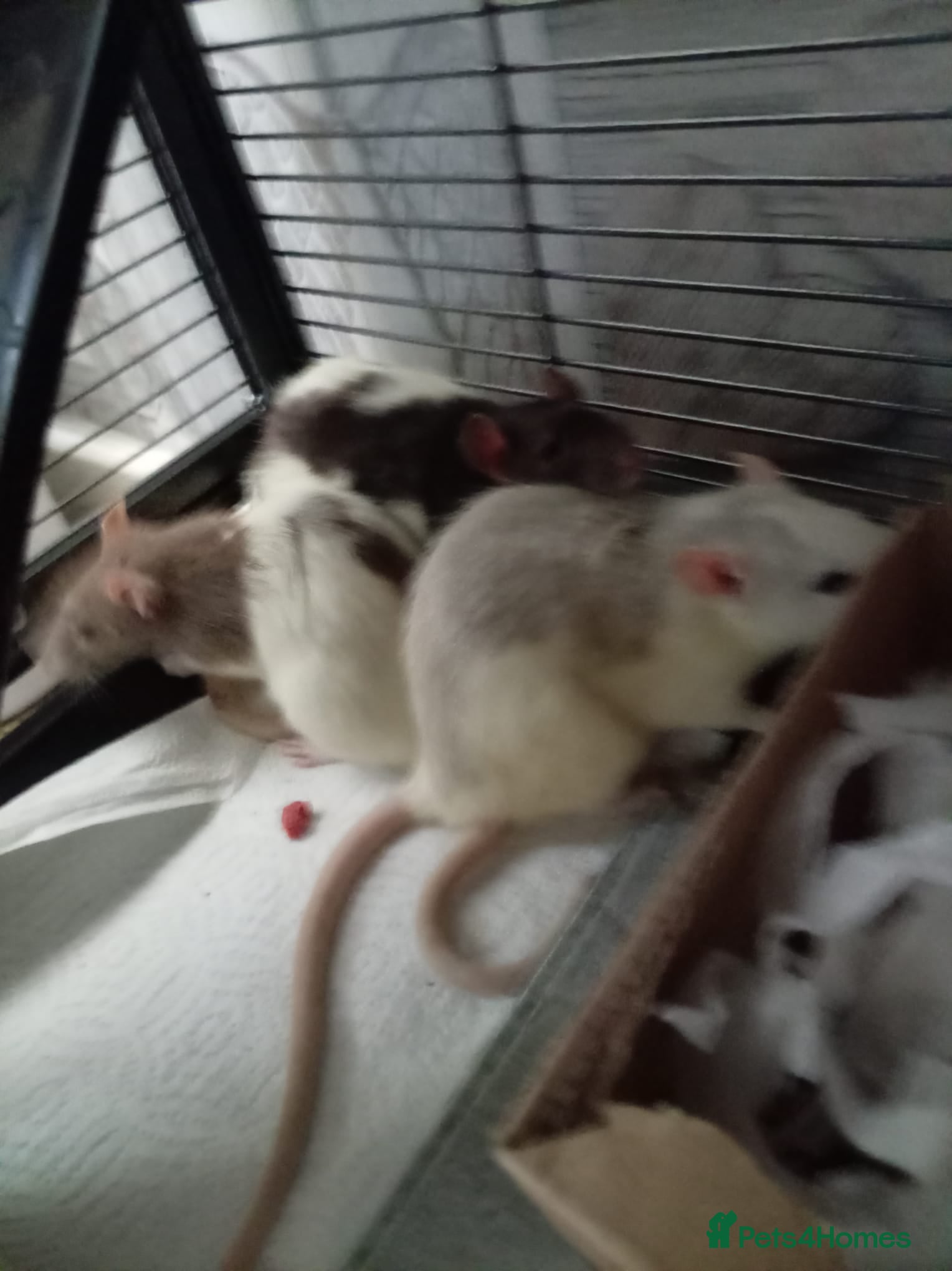 Rat rodents 3 female baby rats and cage and accessories  - Advert 2