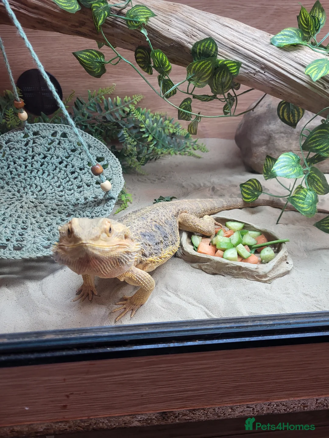 Bearded Dragon reptiles for sale: Bearded dragon  - Advert 4