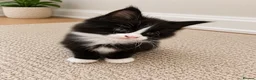 Maine Coon cats for sale: Beautiful Maine Coon kittens - Advert 19