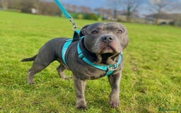 Staffordshire Bull Terrier dogs for sale: Blue Staffordshire Bull Terrier Champion Pups - Image 20