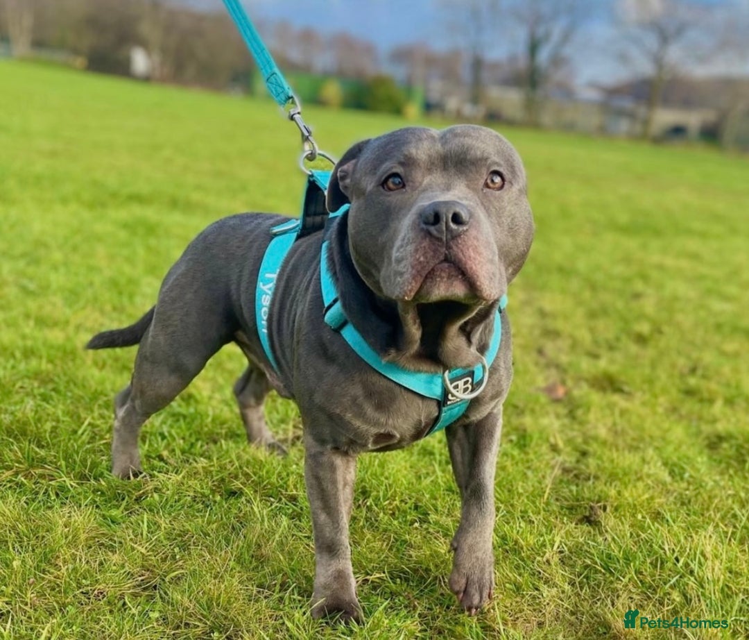 Staffordshire Bull Terrier dogs for sale: Blue Staffordshire Bull Terrier Champion Pups - Image 20
