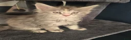 Maine Coon cats for sale:  🐾❤️ BEAUTIFUL MAINE COON KITTENS  ❤️🐾 - Advert 23