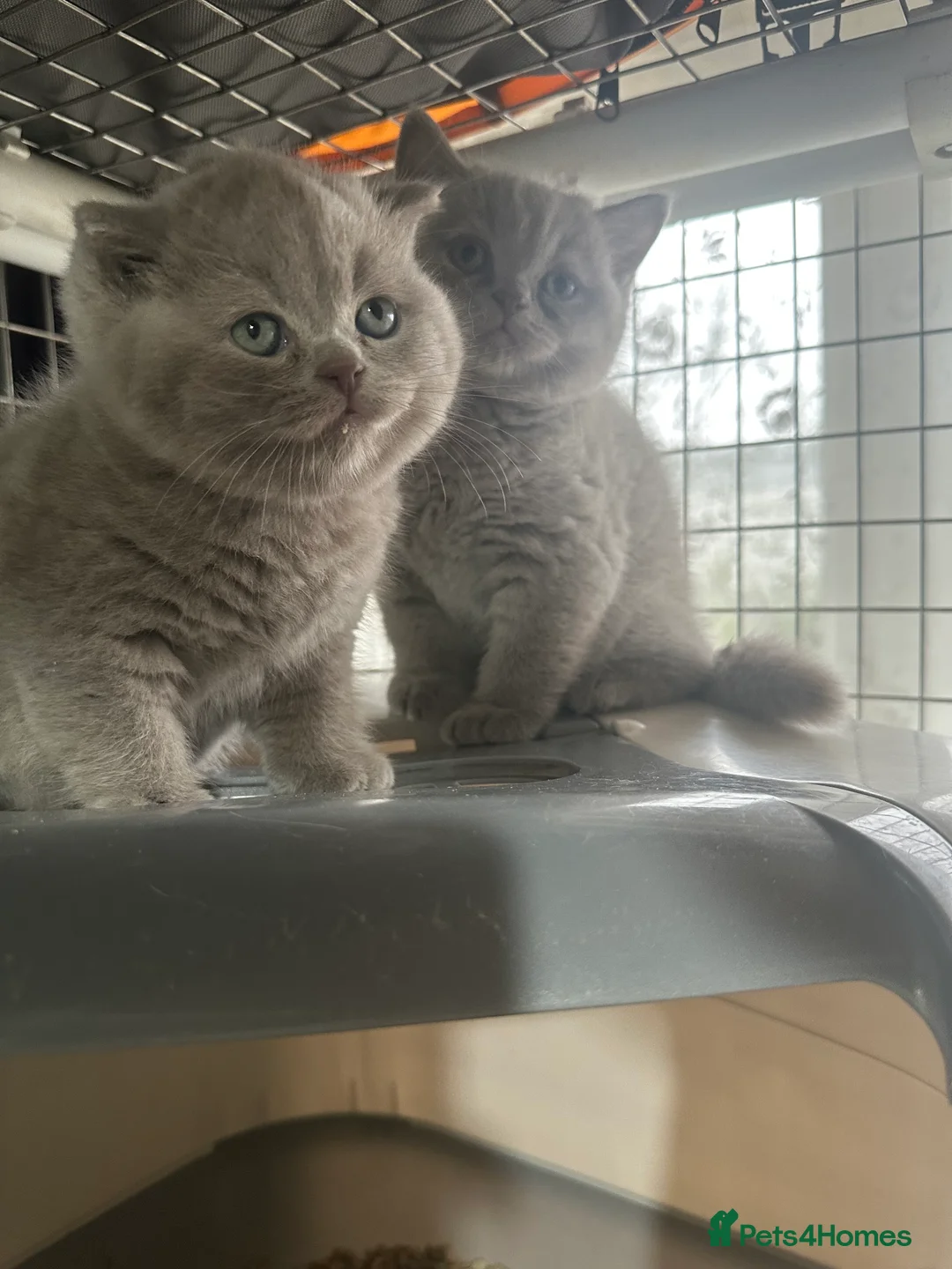 British Shorthair cats for sale: Top pedigree British shorthair chunky kittens  - Advert 5