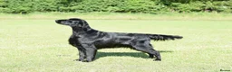 Flat coated Retriever dogs for sale: Dual Purpose Flatcoated retriever Puppies in Lockerbie - Advert 1