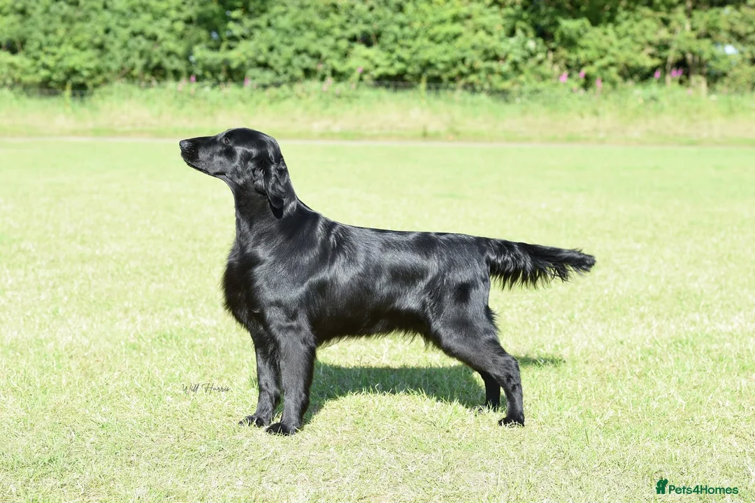 Flat coated Retriever dogs for sale: Dual Purpose Flatcoated retriever Puppies in Lockerbie - Advert 1