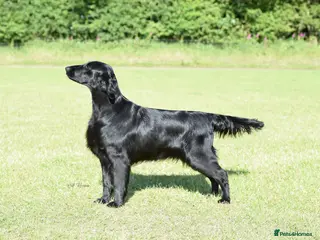 Flat coated Retriever dogs Dual Purpose Flatcoated retriever Puppies - Advert 1