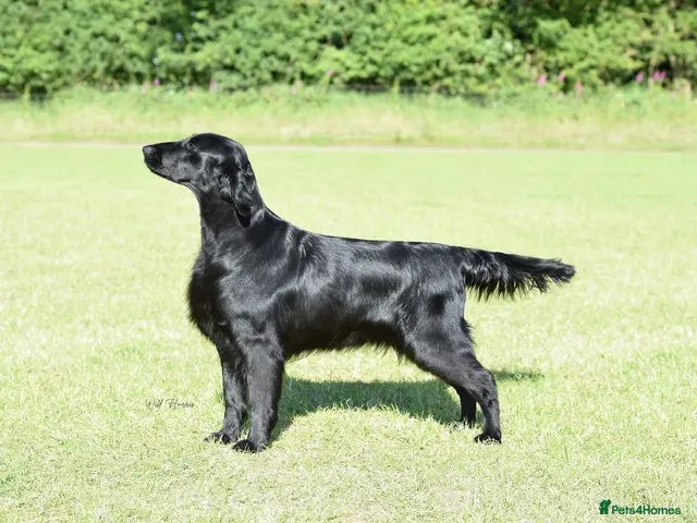 Flat coated Retriever dogs for sale: Dual Purpose Flatcoated retriever Puppies - Advert 1