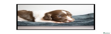 English Springer Spaniel Puppy 5 - Nicknamed The Brown one