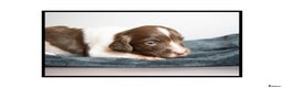 English Springer Spaniel dogs for sale: ✨ KC Registered Springer Spaniel Puppies ✨ - Advert 23