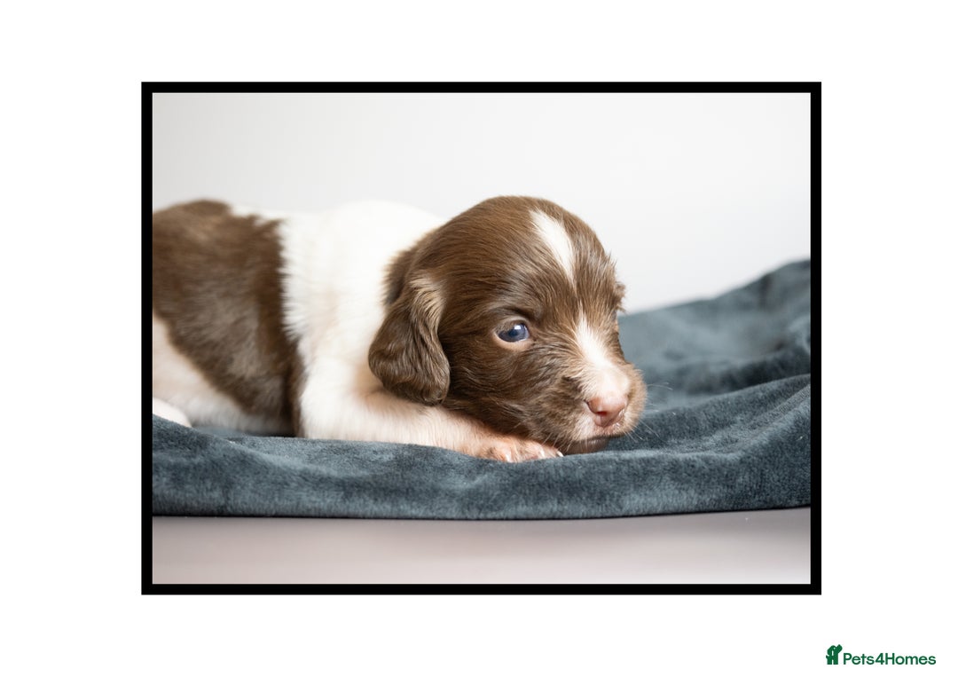 English Springer Spaniel dogs for sale: ✨ KC Registered Springer Spaniel Puppies ✨ - Advert 23