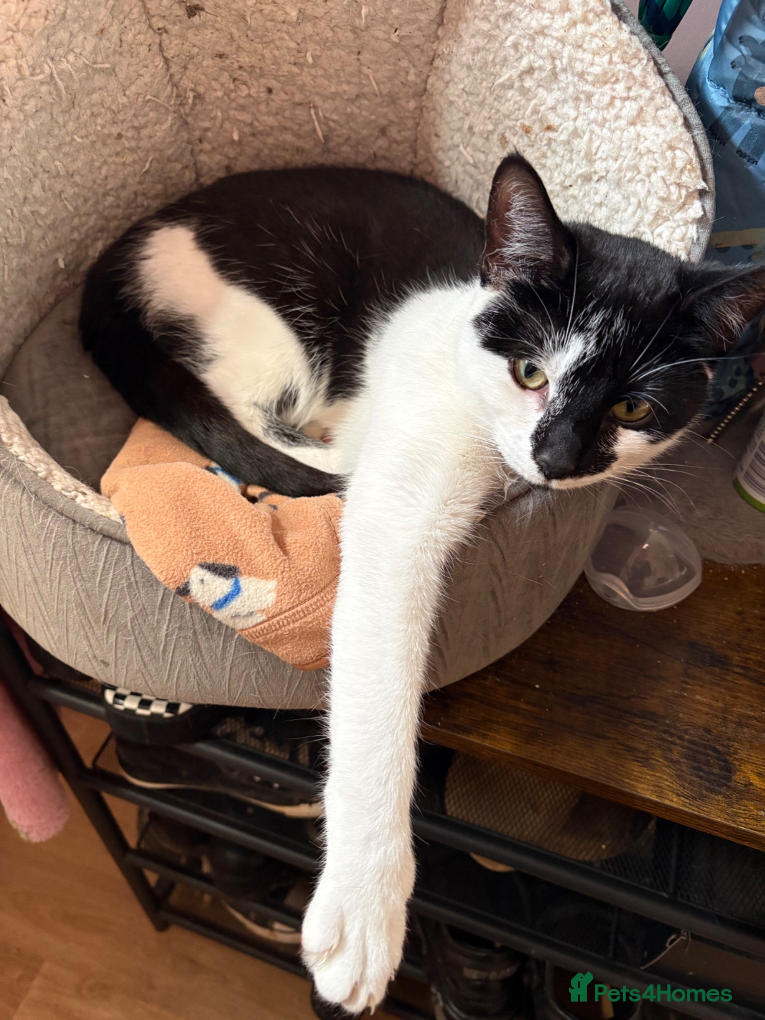 Mixed Breed cats Tuxedo cat - Advert 1